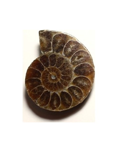 Ammonite